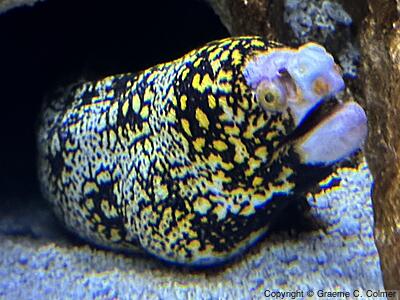 Starry Moray (Echidna nebulosa) - Adult