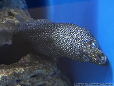 Jewel Moray (Muraena lentiginosa) - Adult