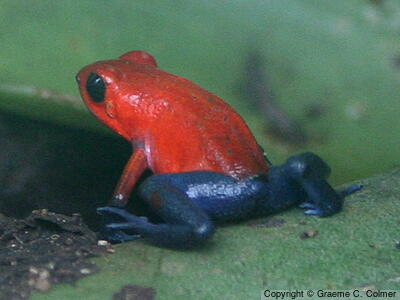 Oophaga pumilio - Adult