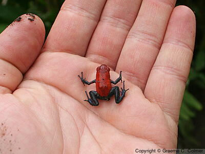 Oophaga pumilio - Adult