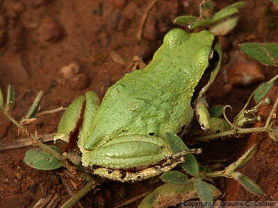 Pacific Treefrog (Pseudacris regilla) - Adult