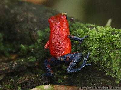 Oophaga pumilio - Adult