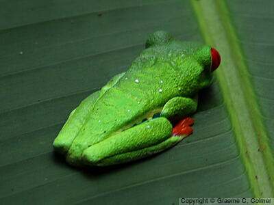 Red-eyed Treefrog (Agalychnis callidryas) - Adult