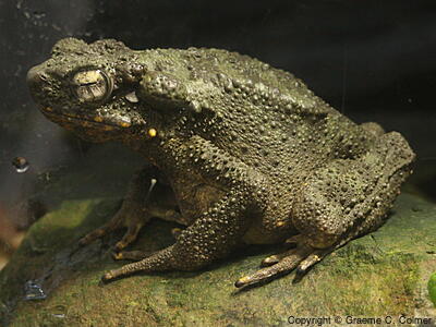Giant River Toad (Phrynoidis juxtasper) - Adult
