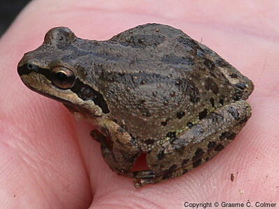 Pacific Treefrog (Pseudacris regilla) - Adult