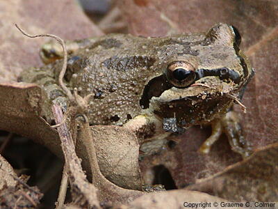 Pacific Treefrog (Pseudacris regilla) - Adult