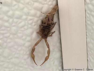 Northern Scorpion (Paruroctonus boreus) - Adult