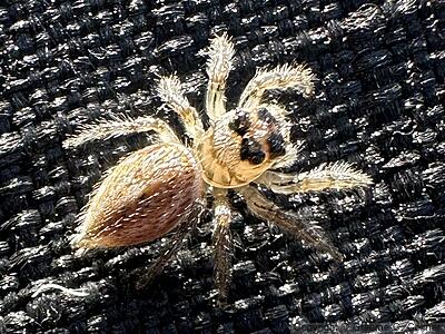 Colonus hesperus - Female