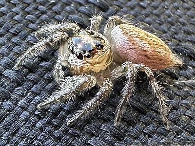 Colonus hesperus - Female