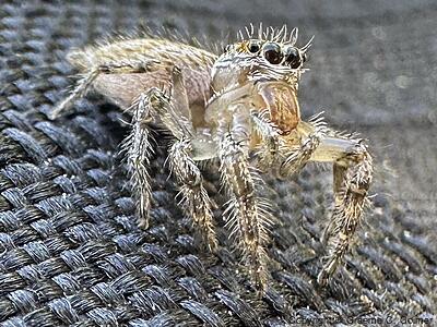 Colonus hesperus - Female