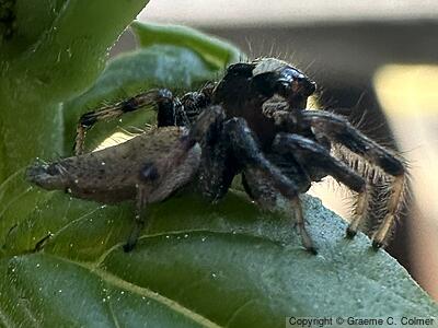 Colonus hesperus - Male