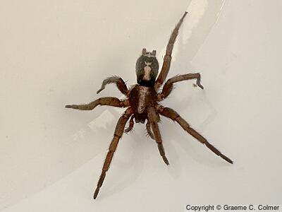 Western Parson Spider (Herpyllus propinquus) - Adult
