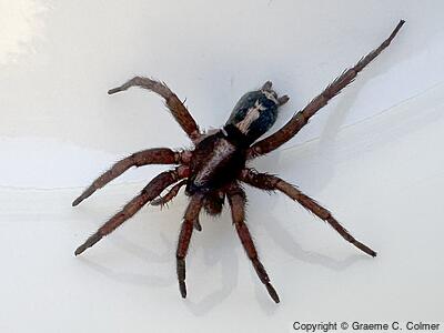 Western Parson Spider (Herpyllus propinquus) - Adult