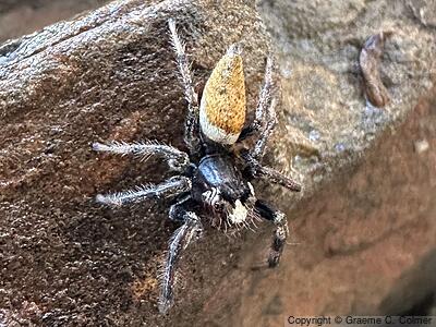 Colonus hesperus - Male