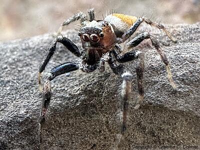 Colonus hesperus - Male