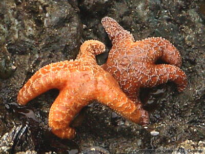Ochre Stars (Pisaster ochraceus) - Adults