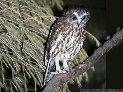 Morepork (Ninox novaeseelandiae) - Adult