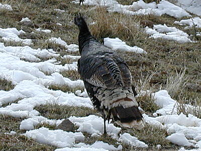 Dusky Grouse (Dendragapus obscurus) - Adult