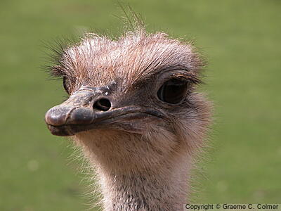 Common Ostrich (Struthio camelus) - Adult