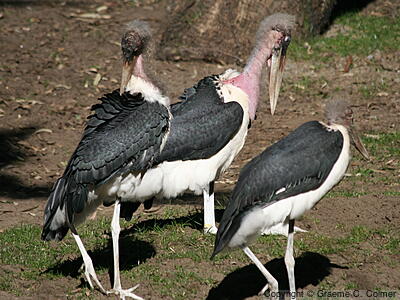 Marabou Stork (Leptoptilos crumenifer) - Adults