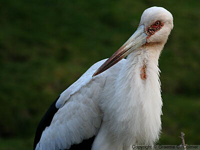 Maguari Stork (Ciconia maguari) - Adult
