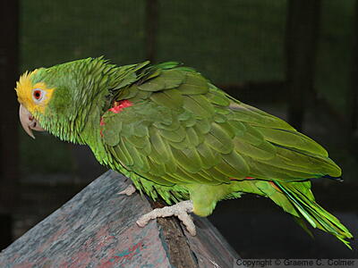Yellow-headed Amazon (Amazona oratrix) - Adult