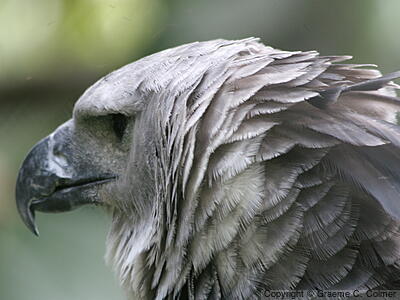 Harpy Eagle (Harpia harpyja) - Adult