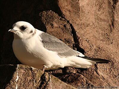 Red-legged Kittiwake (Rissa brevirostris) - Adult