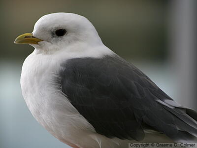 Red-legged Kittiwake (Rissa brevirostris) - Adult