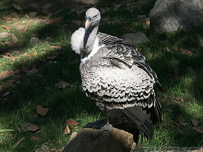 Rüppell's Griffon (Gyps rueppelli) - Adult
