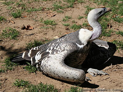 Rüppell's Griffon (Gyps rueppelli) - Adult