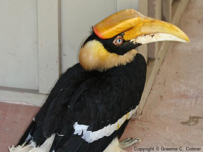 Great Hornbill (Buceros bicornis) - Adult
