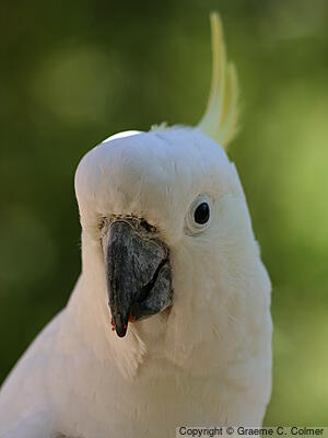Sulphur-crested Cockatoo (Cacatua galerita) - Adult