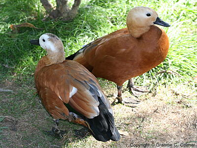 Ruddy Shelduck (Tadorna ferruginea) - Adults