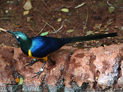Golden-breasted Starling (Lamprotornis regius) - Adult