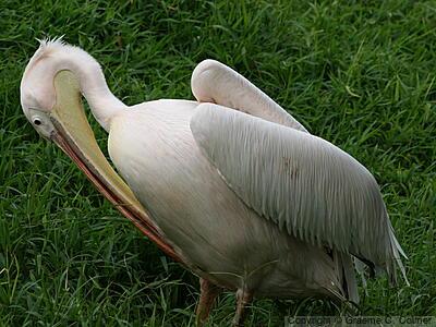 Great White Pelican (Pelecanus onocrotalus) - Adult
