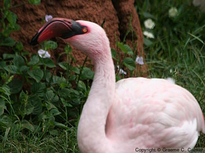 Lesser Flamingo (Phoeniconaias minor) - Adult
