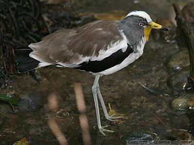 White-crowned Lapwing (Vanellus albiceps) - Adult