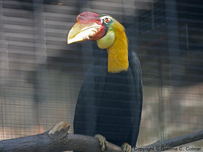 Knobbed Hornbill (Rhyticeros cassidix) - Adult