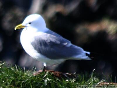 Black-legged Kittiwake (Rissa tridactyla) - Adult