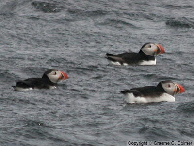 Atlantic Puffin (Fratercula arctica) - Adults
