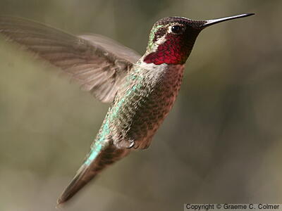 Anna's Hummingbird (Calypte anna) - Adult male