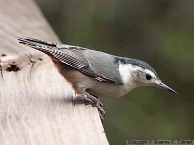 White-breasted Nuthatch (Sitta carolinensis) - Adult female
