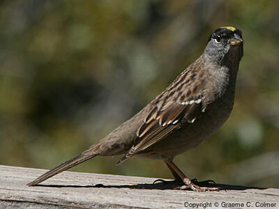 Golden-crowned Sparrow (Zonotrichia atricapilla) - Breeding Adult