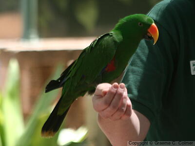 Moluccan Eclectus (Eclectus roratus) - Adult male
