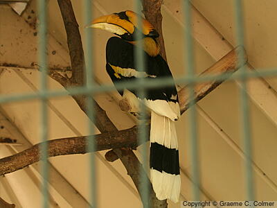 Great Hornbill (Buceros bicornis) - Adult