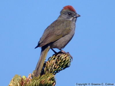 Green-tailed Towhee (Pipilo chlorurus) - Adult