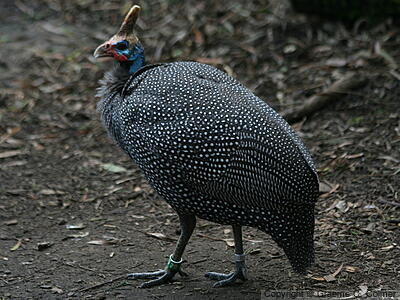 Helmeted Guineafowl (Numida meleagris) - Adult
