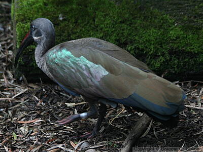 Hadada Ibis (Bostrychia hagedash) - Adult