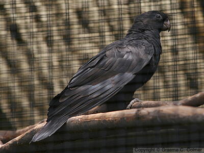 Lesser Vasa Parrot (Coracopsis nigra) - Adult